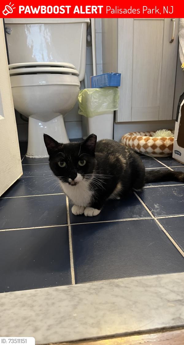 Lost Female Cat last seen N Bergen Boulevard, Palisades Park, NJ 07650