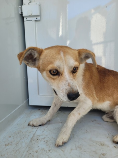 Shelter Stray Male Dog last seen , 957 N Gaffey St, San Pedro, CA 90731, USA