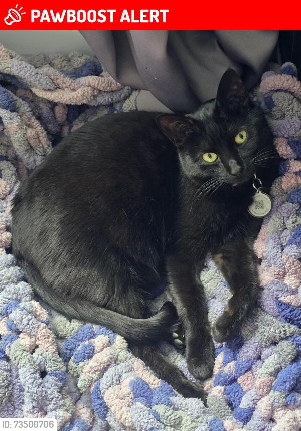 Lost Female Cat last seen Olga Drive Martinsburg, WV. Communities of Burwell, Berkeley County, WV 25403