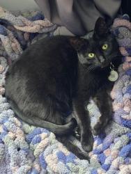 Lost Female Cat last seen Olga Drive Martinsburg, WV. Communities of Burwell, Berkeley County, WV 25403