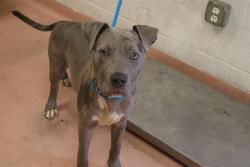 Shelter Stray Male Dog last seen Near BLOCK MORBUN RD, 127 Humane Ln, Columbia, SC 29201, USA
