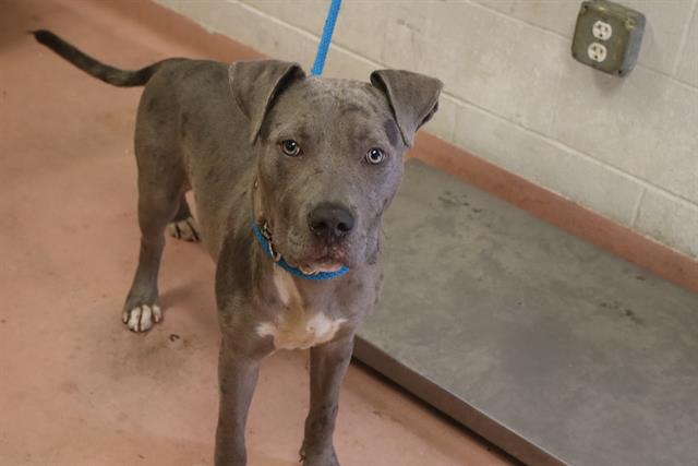 Shelter Stray Male Dog last seen Near BLOCK MORBUN RD, 127 Humane Ln, Columbia, SC 29201, USA