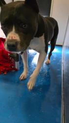 Shelter Stray Female Dog last seen BRIMHALL BAKERSFIELD, 201 S Mt Vernon Ave, Bakersfield, CA 93307, USA