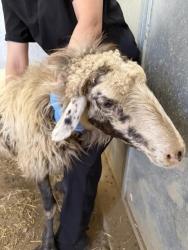 Shelter Stray Female Livestock last seen STODDARD / JONES, 6851 Van Buren Boulevard, Jurupa Valley, CA 92509, USA