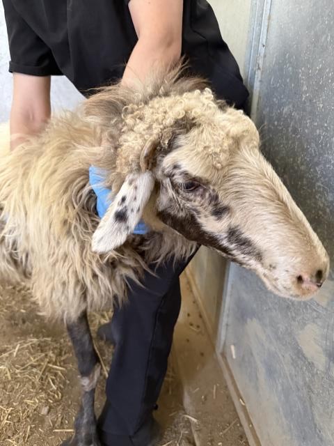 Shelter Stray Female Livestock last seen STODDARD / JONES, 6851 Van Buren Boulevard, Jurupa Valley, CA 92509, USA