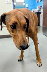Shelter Stray Female Dog last seen Near BLOCK PLAQUEMINES DR BAKERSFIELD, 201 S Mt Vernon Ave, Bakersfield, CA 93307, USA