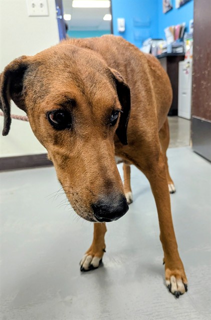 Shelter Stray Female Dog last seen Near BLOCK PLAQUEMINES DR BAKERSFIELD, 201 S Mt Vernon Ave, Bakersfield, CA 93307, USA