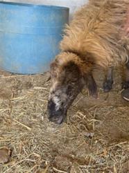 Shelter Stray Female Livestock last seen STODDARD / JONES, 6851 Van Buren Boulevard, Jurupa Valley, CA 92509, USA