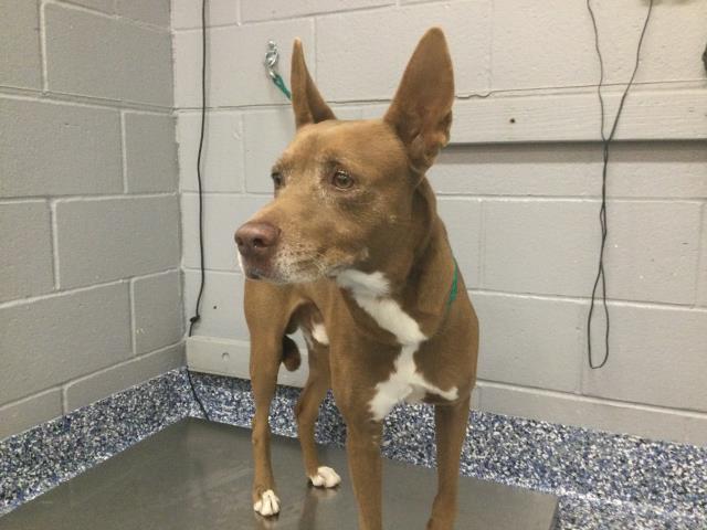 Shelter Stray Male Dog last seen Near BLOCK MONROE ST, INDIO, CA, 72050 Pet Land Pl, Thousand Palms, CA 92276, USA