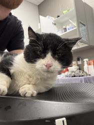 Shelter Stray Male Cat last seen Near, 5001 E Raymond St, Indianapolis, IN 46203, USA