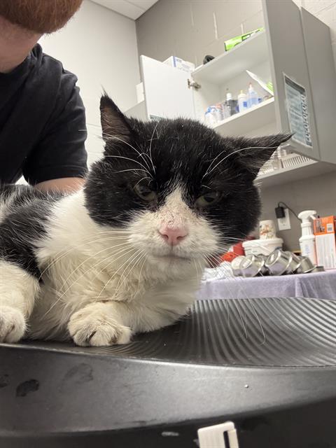 Shelter Stray Male Cat last seen Near, 5001 E Raymond St, Indianapolis, IN 46203, USA