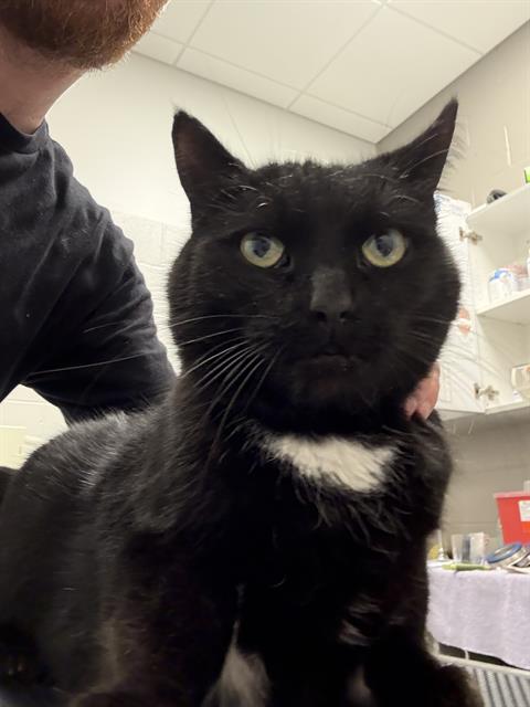 Shelter Stray Female Cat last seen Near, 5001 E Raymond St, Indianapolis, IN 46203, USA