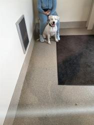 Shelter Stray Female Dog last seen Near BLOCK LAMBORNE BLVD, 3528 Newburg Rd, Louisville, KY 40218, USA