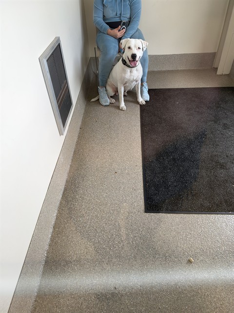 Shelter Stray Female Dog last seen Near BLOCK LAMBORNE BLVD, 3528 Newburg Rd, Louisville, KY 40218, USA