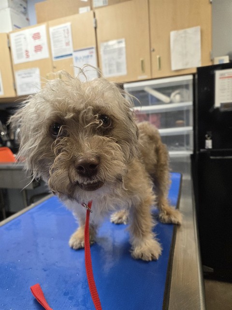 Shelter Stray Male Dog last seen 91ST AVE AND VAN BUREN ST, 2500 S 27th Ave, Phoenix, AZ 85009, USA