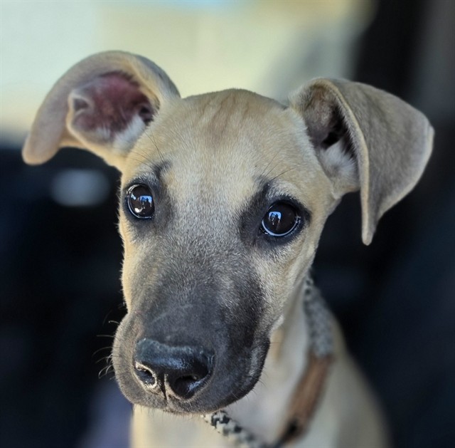 Shelter Stray Female Dog last seen VAH KI INN RD & COUNTRY VILLAGE LN, 1150 11 Mile Corner, Casa Grande, AZ 85194, USA