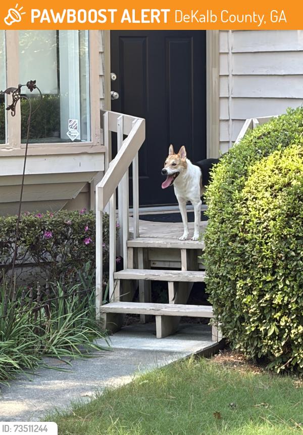 Found/Stray Male Dog last seen Stewart Mill and Rockbridge, DeKalb County, GA 30087