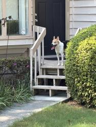 Found/Stray Male Dog last seen Stewart Mill and Rockbridge, DeKalb County, GA 30087