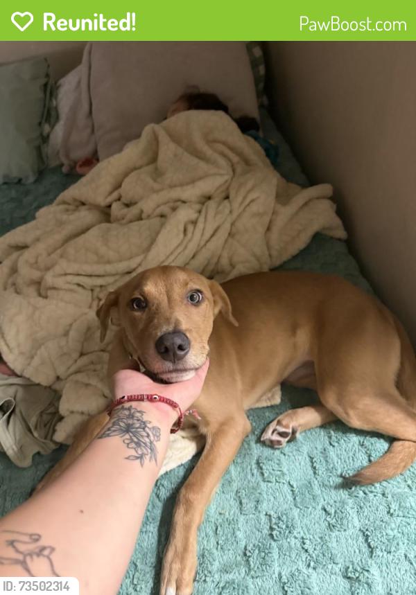 Reunited Male Dog last seen peterson ln, montfort dr, galleria mall dallas area, Dallas, TX 75254