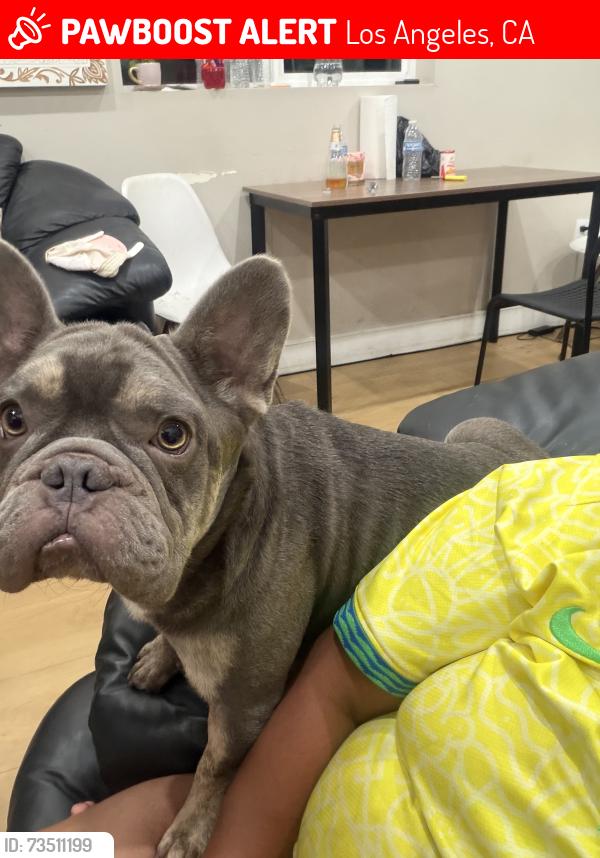 Lost Male Dog last seen Near e 88pl, Los Angeles, CA 90003