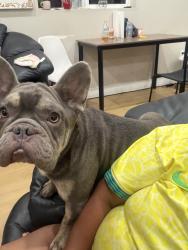 Lost Male Dog last seen Near e 88pl, Los Angeles, CA 90003