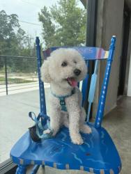 Lost Male Dog last seen English Circle in Frankfort, IL, Frankfort, IL 60423