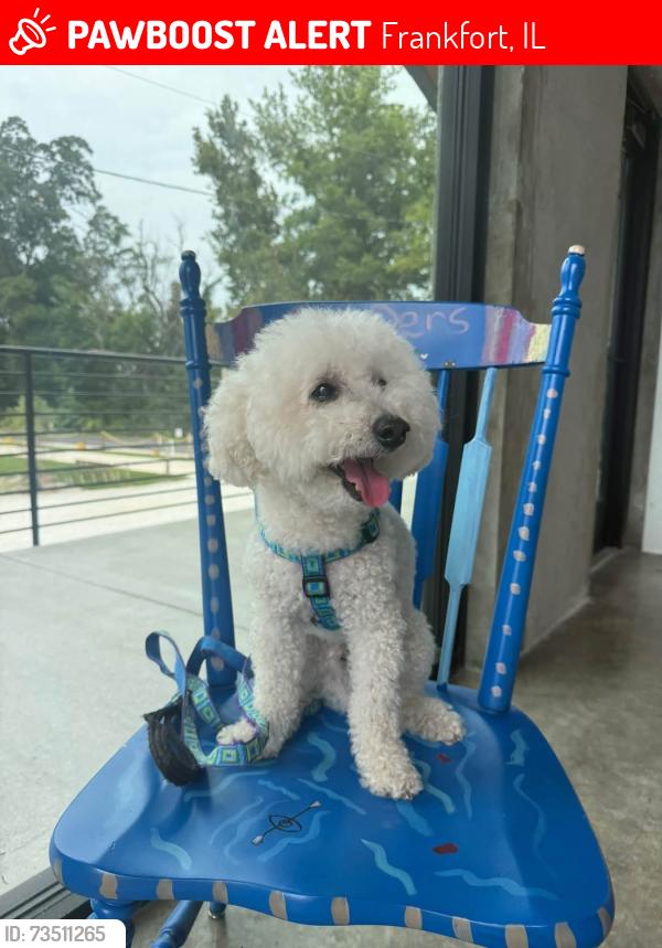 Lost Male Dog last seen English Circle in Frankfort, IL, Frankfort, IL 60423