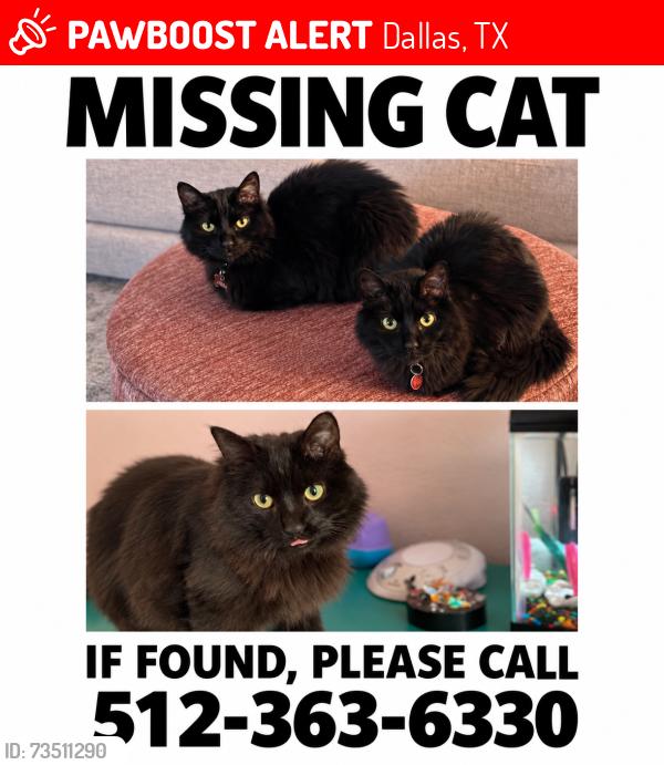 Lost Male Cat last seen Preston/Campbell, Dallas, TX 75248