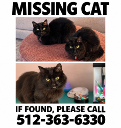 Lost Male Cat last seen Preston/Campbell, Dallas, TX 75248