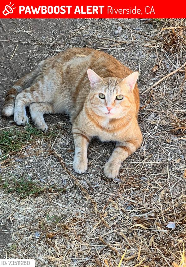 Lost Female Cat last seen Armstrong Rd, Karen Ln, Gail Dr, Wegman Dr, Riverside, CA 92509