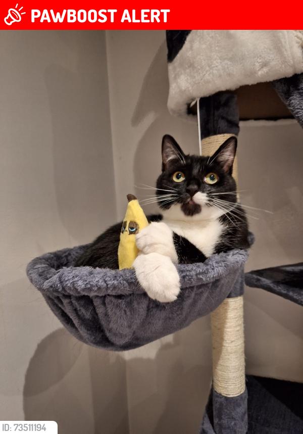 Lost Male Cat last seen Maple avenue, Hindley Green, England 