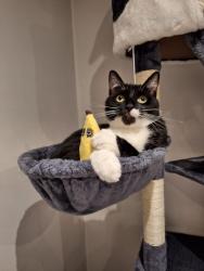 Lost Male Cat last seen Maple avenue, Hindley Green, England 
