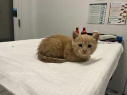 Shelter Stray Female Cat last seen Kensington and Cypress ave, 64124, MO, 7077 Elmwood Ave, Kansas City, MO 64132, USA