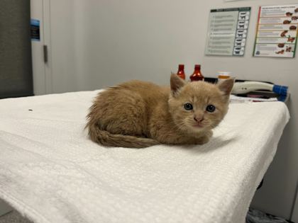 Shelter Stray Female Cat last seen Kensington and Cypress ave, 64124, MO, 7077 Elmwood Ave, Kansas City, MO 64132, USA