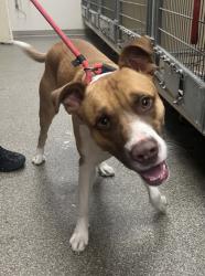 Shelter Stray Male Dog last seen fairfield buisness dr, Fairfield, OH, 1820 Princeton Rd, Hamilton, OH 45011, USA