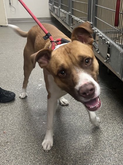 Shelter Stray Male Dog last seen fairfield buisness dr, Fairfield, OH, 1820 Princeton Rd, Hamilton, OH 45011, USA