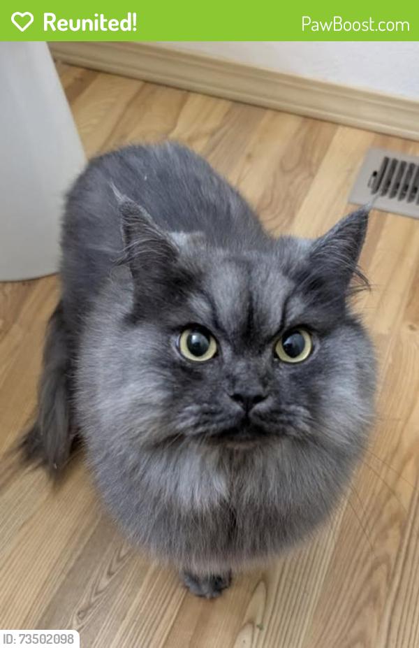 Reunited Unknown Cat last seen 113th ave se & SE 166th PL, Renton, WA 98055