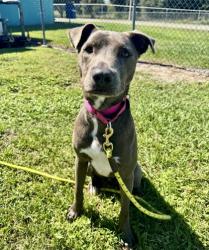 Shelter Stray Male Dog last seen Near 21st Lane, IRC AC, FL, 6230 77th St, Vero Beach, FL 32967, USA