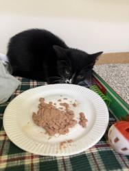 Shelter Stray Female Cat last seen Near 43rd Ave Lot 102, Vero Beach, FL, 6230 77th St, Vero Beach, FL 32967, USA