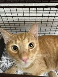 Shelter Stray Female Cat last seen Near Lonas Dr, Knox County GP, TN, 3201 Division St, Knoxville, TN 37919, USA