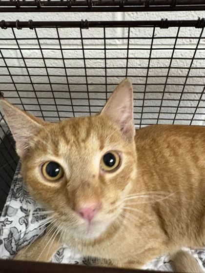 Shelter Stray Female Cat last seen Near Lonas Dr, Knox County GP, TN, 3201 Division St, Knoxville, TN 37919, USA