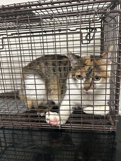Shelter Stray Female Cat last seen Near J R Drive, City of Knoxville ASO, TN, 3201 Division St, Knoxville, TN 37919, USA