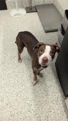 Shelter Stray Female Dog last seen Near North Ave NW, Atlanta, GA, 1251 Fulton Industrial Blvd NW, Atlanta, GA 30336, USA
