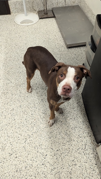 Shelter Stray Female Dog last seen Near North Ave NW, Atlanta, GA, 1251 Fulton Industrial Blvd NW, Atlanta, GA 30336, USA
