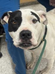 Shelter Stray Male Dog last seen Near Harlem Ave., 21216, MD, 2490 Giles Rd, Baltimore, MD 21225, USA