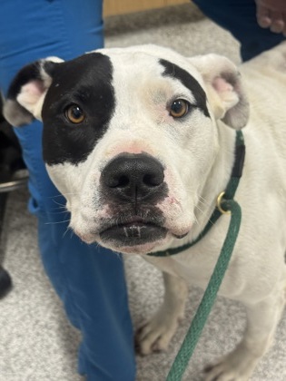 Shelter Stray Male Dog last seen Near Harlem Ave., 21216, MD, 2490 Giles Rd, Baltimore, MD 21225, USA
