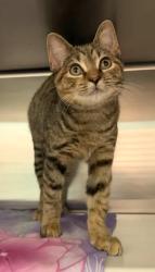 Shelter Stray Female Cat last seen Near Cole Street, 21223, MD, 2490 Giles Rd, Baltimore, MD 21225, USA