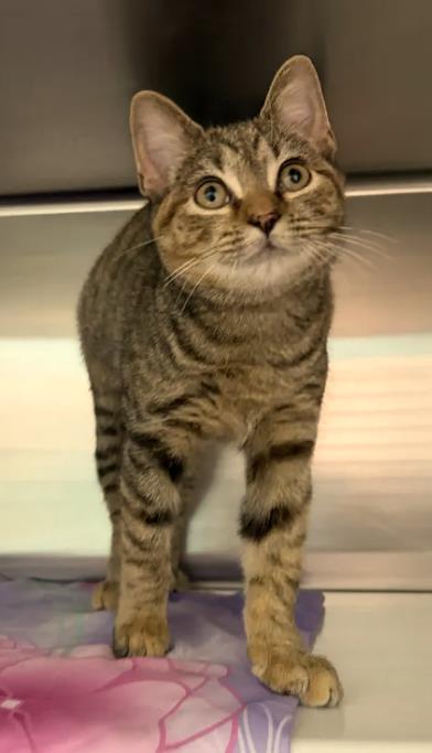 Shelter Stray Female Cat last seen Near Cole Street, 21223, MD, 2490 Giles Rd, Baltimore, MD 21225, USA