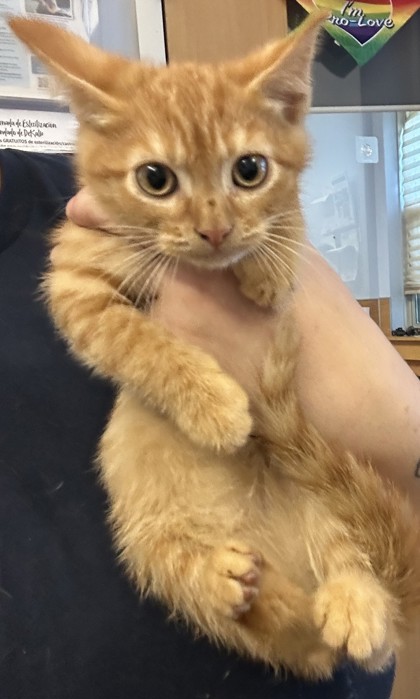 Shelter Stray Male Cat last seen Near Athena Ln, LITHONIA, GA, 30038, 30038, GA, 3280 Chamblee Dunwoody Rd, Chamblee, GA 30341, USA