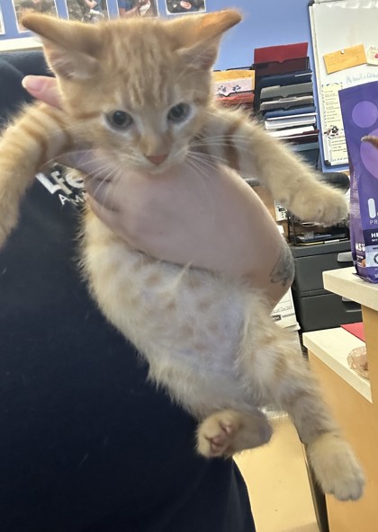 Shelter Stray Male Cat last seen Near Athena Ln, LITHONIA, GA, 30038, 30038, GA, 3280 Chamblee Dunwoody Rd, Chamblee, GA 30341, USA